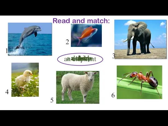 Read and match: a sheep an elephant an ant a