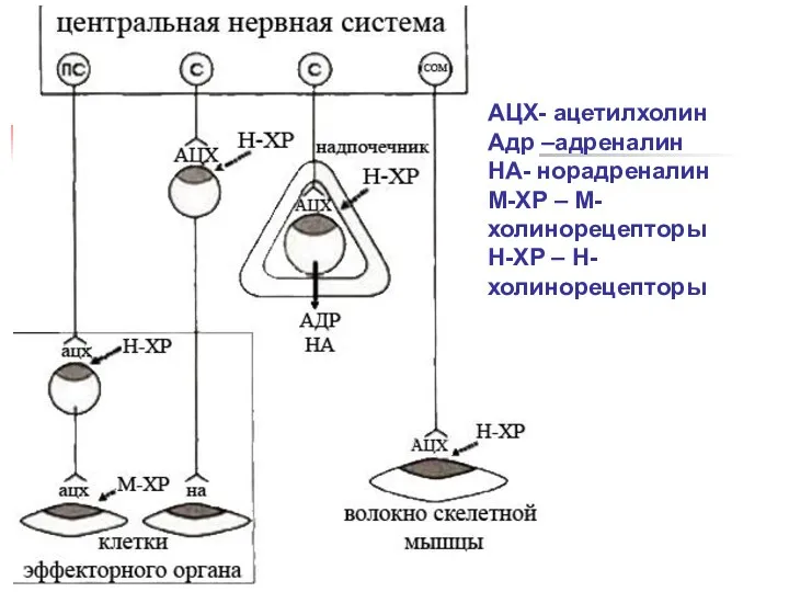 АЦХ- ацетилхолин Адр –адреналин НА- норадреналин М-ХР – М-холинорецепторы Н-ХР – Н-холинорецепторы