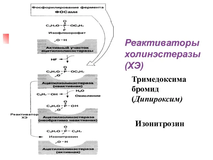 Тримедоксима бромид (Дипироксим) Изонитрозин Реактиваторы холинэстеразы (ХЭ)