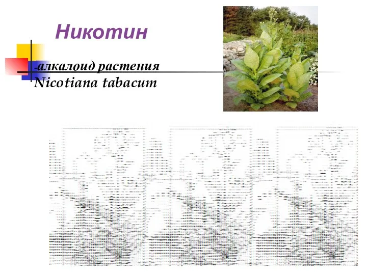 Никотин -алкалоид растения Nicotiana tabacum