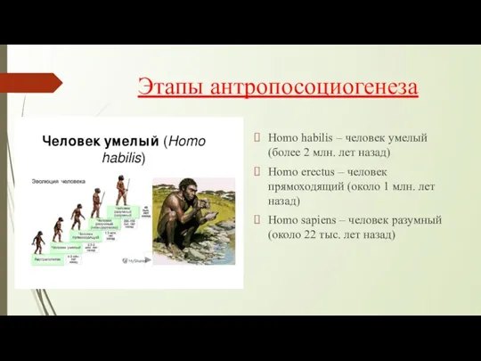Этапы антропосоциогенеза Homo habilis – человек умелый (более 2 млн.