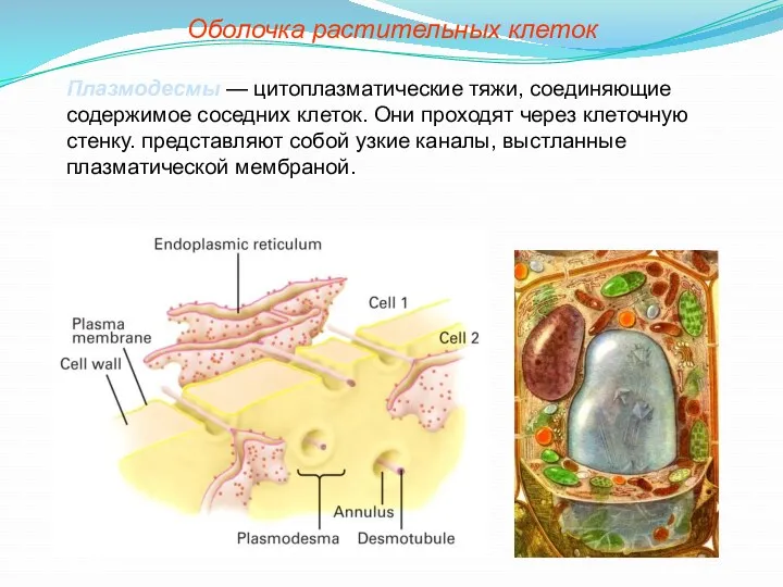 Оболочка растительных клеток Плазмодесмы — цитоплазматические тяжи, соединяющие содержимое соседних клеток. Они проходят