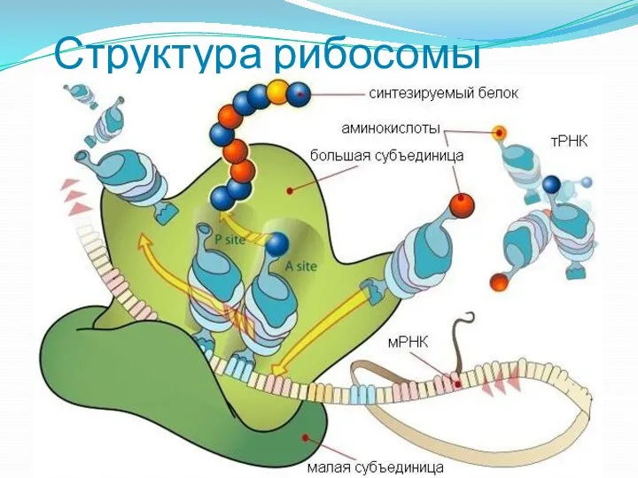 Структура рибосомы