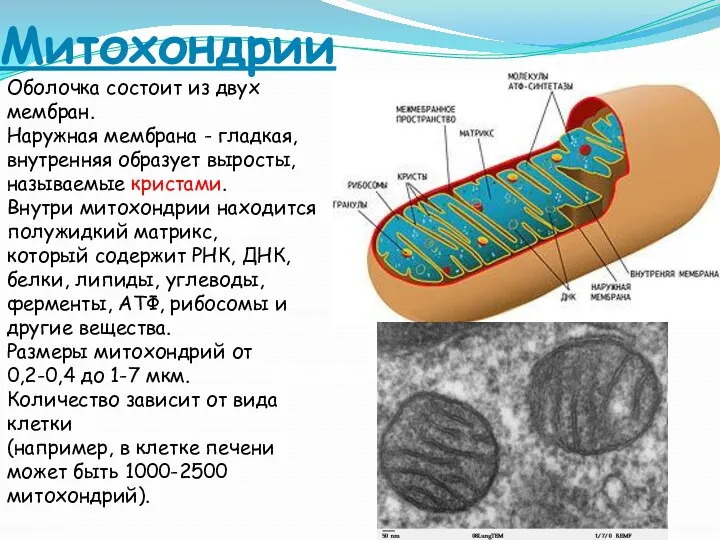 Митохондрии Оболочка состоит из двух мембран. Наружная мембрана - гладкая, внутренняя образует выросты,