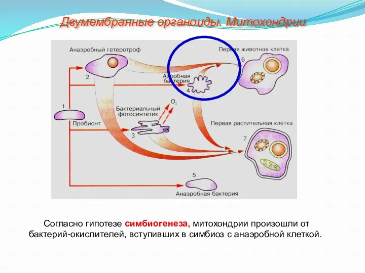 Согласно гипотезе симбиогенеза, митохондрии произошли от бактерий-окислителей, вступивших в симбиоз с анаэробной клеткой. Двумембранные органоиды. Митохондрии
