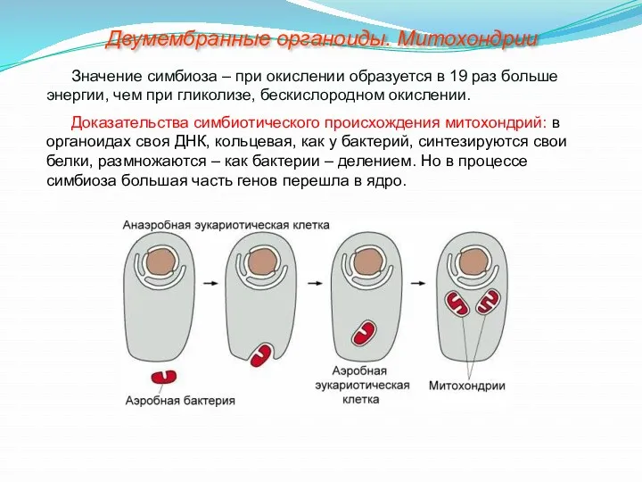 Значение симбиоза – при окислении образуется в 19 раз больше