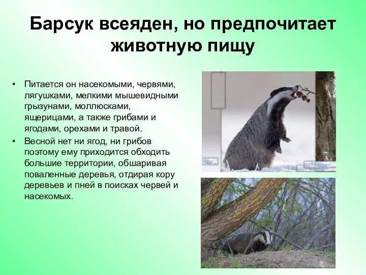 Барсук всеяден, но предпочитает животную пищу Питается он насекомыми, червями,