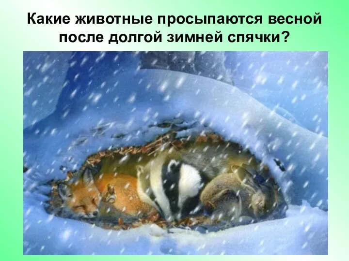 Какие животные просыпаются весной после долгой зимней спячки?