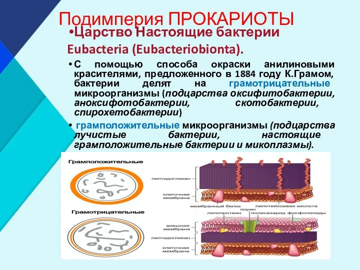 Подимперия ПРОКАРИОТЫ Царство Настоящие бактерии Eubacteria (Eubacteriobionta). С помощью способа
