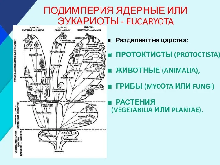 ПОДИМПЕРИЯ ЯДЕРНЫЕ ИЛИ ЭУКАРИОТЫ - EUCARYOTA Разделяют на царства: ПРОТОКТИСТЫ