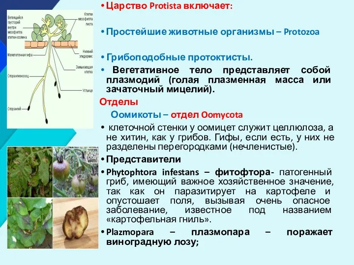 Царство Protista включает: Простейшие животные организмы – Protozoa Грибоподобные протоктисты.