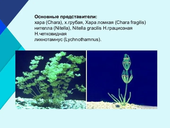 Основные представители: хара (Chara), х.грубая, Хара ломкая (Chara fragilis) нителла