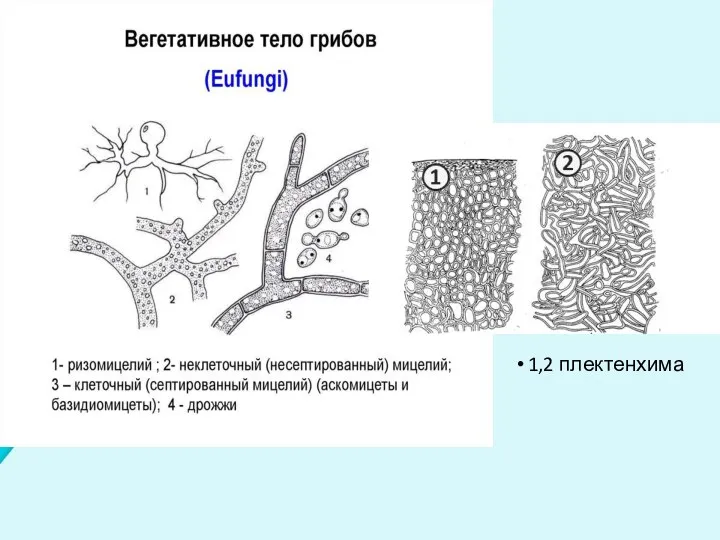 1,2 плектенхима