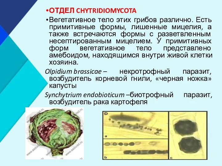 ОТДЕЛ CHYTRIDIOMYCOTA Вегетативное тело этих грибов различно. Есть примитивные формы,