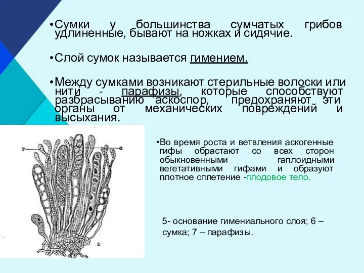 Сумки у большинства сумчатых грибов удлиненные, бывают на ножках и