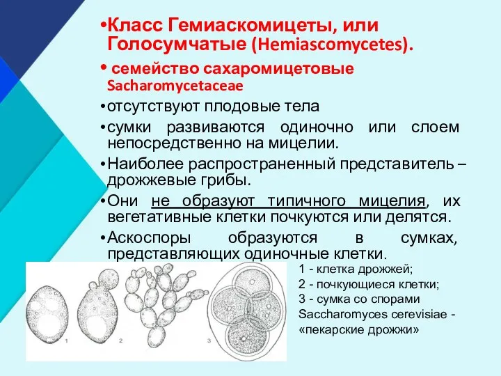 Класс Гемиаскомицеты, или Голосумчатые (Hemiascomycetes). семейство сахаромицетовые Sacharomycetaceae отсутствуют плодовые