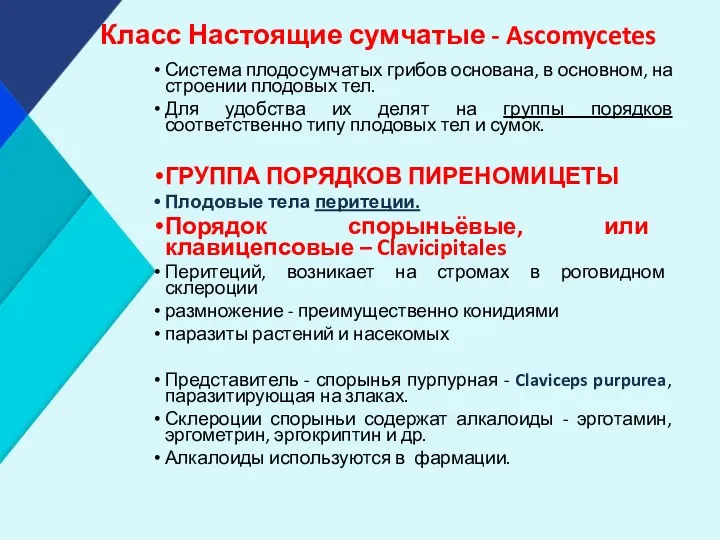 Класс Настоящие сумчатые - Ascomycetes Система плодосумчатых грибов основана, в