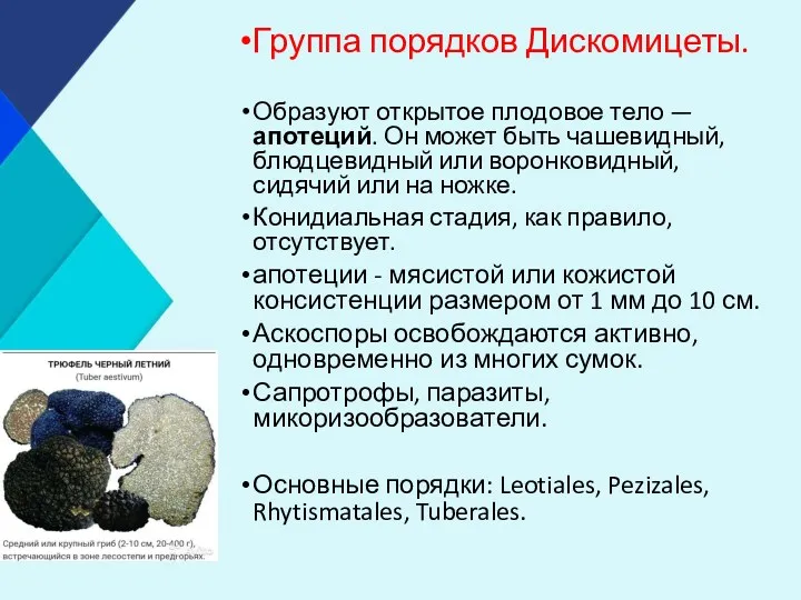 Группа порядков Дискомицеты. Образуют открытое плодовое тело — апотеций. Он