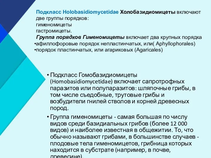 Подкласс Гомобазидиомицеты (Homobasidiomycetidae) включает сапротрофных паразитов или полупаразитов: шляпочные грибы,