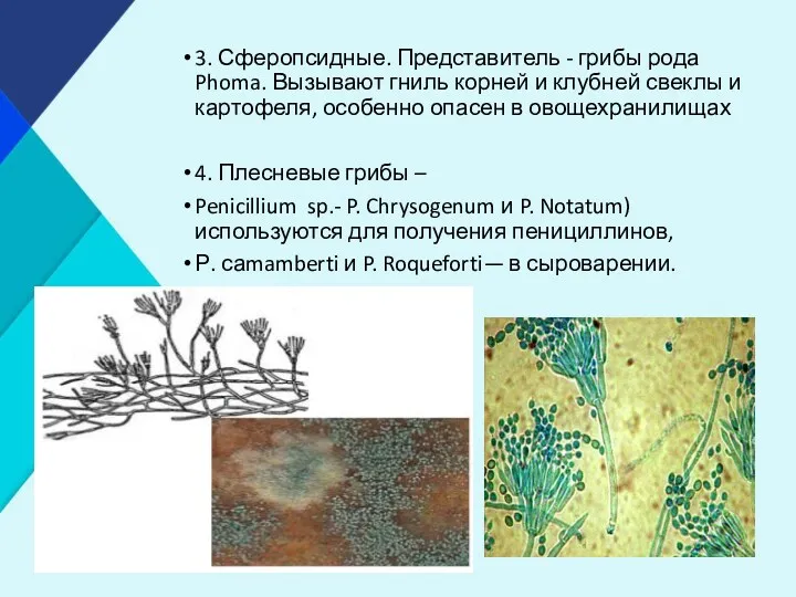 3. Сферопсидные. Представитель - грибы рода Phoma. Вызывают гниль корней