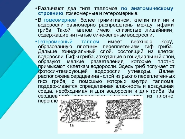 Различают два типа талломов по анатомическому строению: гомеомерные и гетеромерные.