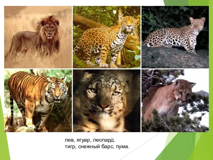 лев, ягуар, леопард. тигр, снежный барс, пума.