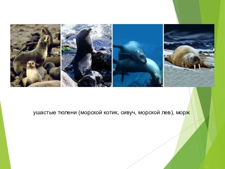 ушастые тюлени (морской котик, сивуч, морской лев), морж