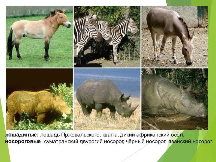 лошадиные: лошадь Пржевальского, квагга, дикий африканский осёл. носороговые: суматранский двурогий носорог, чёрный носорог, яванский носорог.