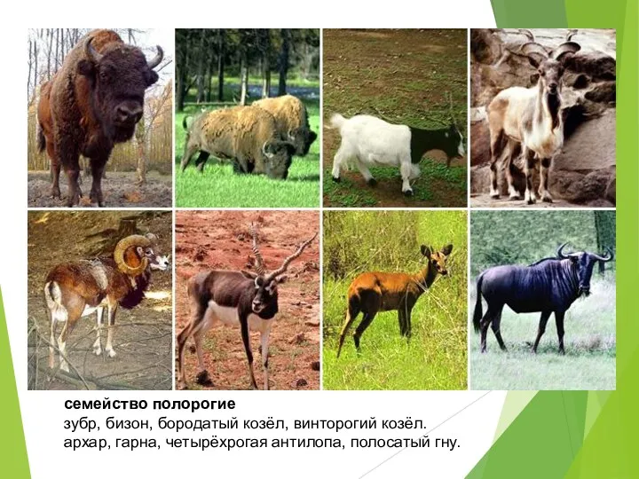 семейство полорогие зубр, бизон, бородатый козёл, винторогий козёл. архар, гарна, четырёхрогая антилопа, полосатый гну.