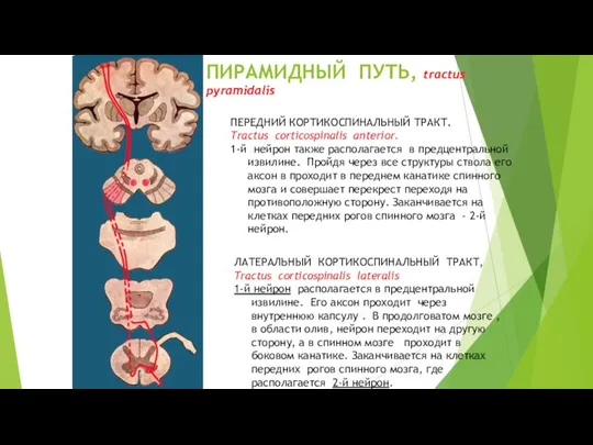 ПИРАМИДНЫЙ ПУТЬ, tractus pyramidalis ЛАТЕРАЛЬНЫЙ КОРТИКОСПИНАЛЬНЫЙ ТРАКТ, Tractus corticospinalis lateralis 1-й нейрон располагается