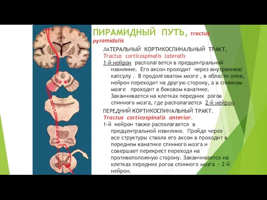ПИРАМИДНЫЙ ПУТЬ, tractus pyramidalis ЛАТЕРАЛЬНЫЙ КОРТИКОСПИНАЛЬНЫЙ ТРАКТ, Tractus corticospinalis lateralis 1-й нейрон располагается