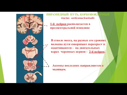 ПИРАМИДНЫЙ ПУТЬ, КОРКОВОЯДЕРНЫЙ tractus corticonuclearisalis В стволе мозга, на разных его уровнях волокна
