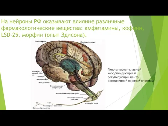 На нейроны РФ оказывают влияние различные фармакологические вещества: амфетамины, кофеин, LSD-25, морфин (опыт