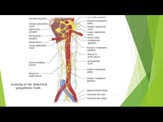 Anatomy of the abdominal sympathetic trunk.