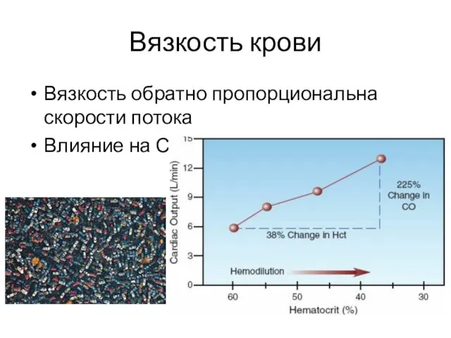 Вязкость крови Вязкость обратно пропорциональна скорости потока Влияние на СВ