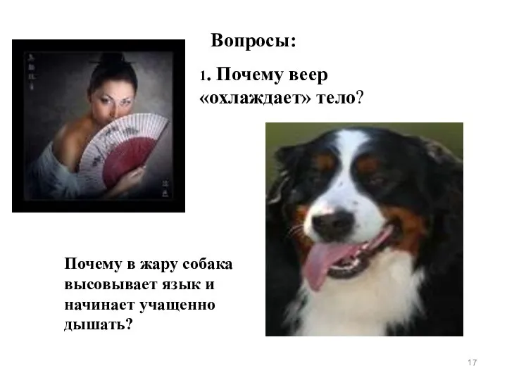 Вопросы: 1. Почему веер «охлаждает» тело? Почему в жару собака высовывает язык и начинает учащенно дышать?