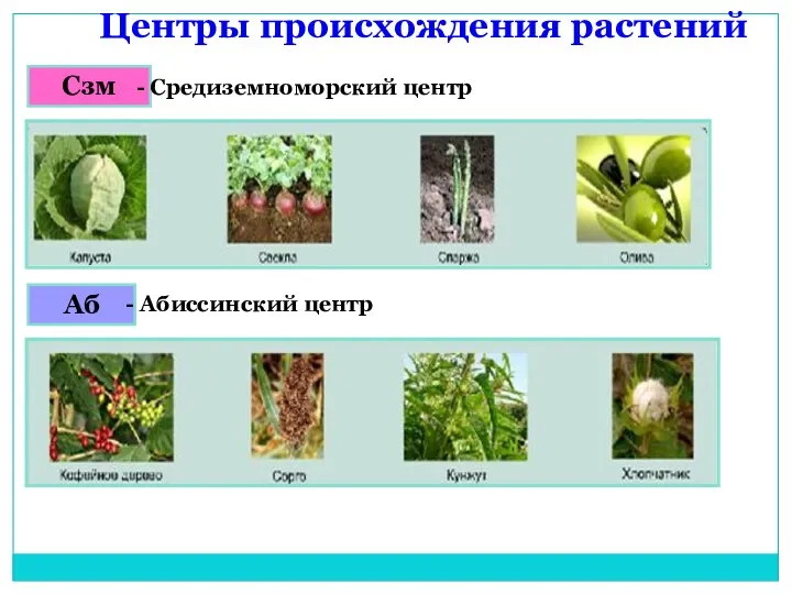 Центры происхождения растений Сзм Аб - Абиссинский центр - Средиземноморский центр