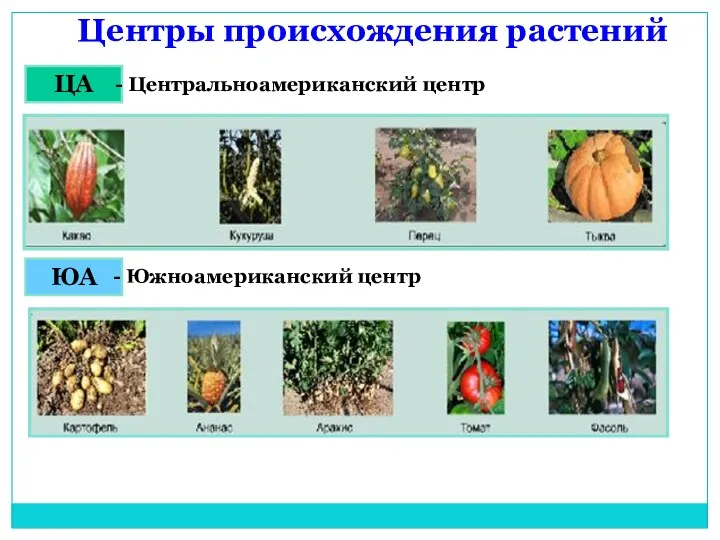 Центры происхождения растений ЦА ЮА - Южноамериканский центр - Центральноамериканский центр