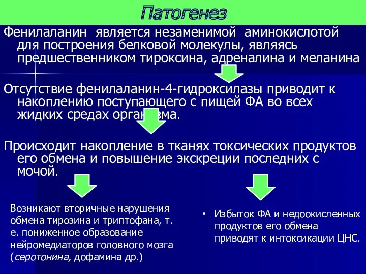 Фенилаланин является незаменимой аминокислотой для построения белковой молекулы, являясь предшественником