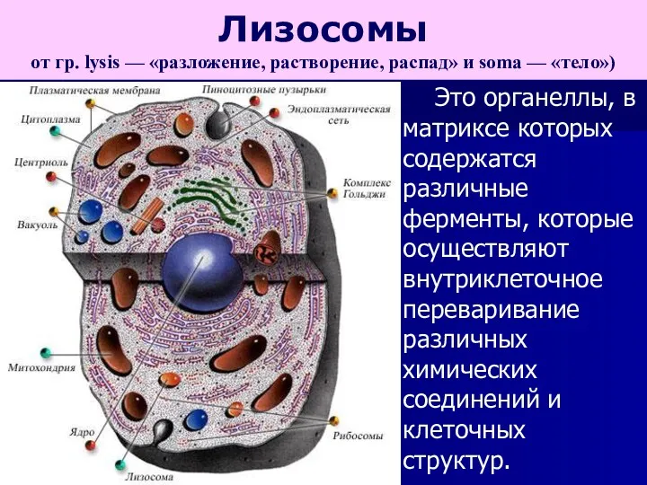 Это органеллы, в матриксе которых содержатся различные ферменты, которые осуществляют внутриклеточное переваривание различных