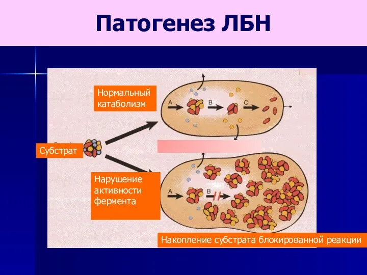 Нормальный катаболизм Субстрат Нарушение активности фермента Накопление субстрата блокированной реакции Патогенез ЛБН