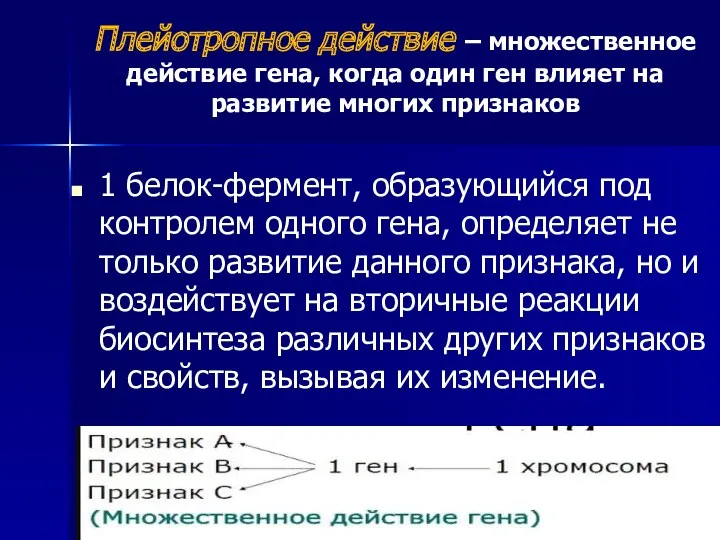 Плейотропное действие – множественное действие гена, когда один ген влияет на развитие многих