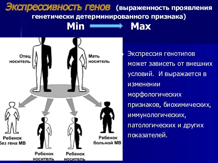 Экспрессивность генов (выраженность проявления генетически детерминированного признака) Min Max Экспрессия