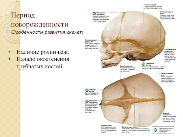 Период новорожденности Особенности развития скелета Наличие родничков. Начало окостенения трубчатых костей.