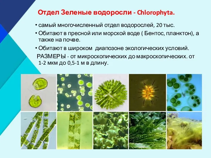 Отдел Зеленые водоросли - Chlorophyta. самый многочисленный отдел водорослей, 20