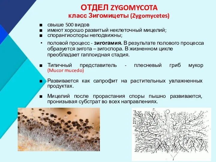 ОТДЕЛ ZYGOMYCOTA класс Зигомицеты (Zygomycetes) свыше 500 видов имеют хорошо