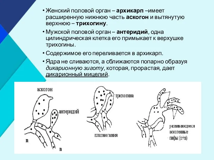 Женский половой орган – архикарп –имеет расширенную нижнюю часть аскогон