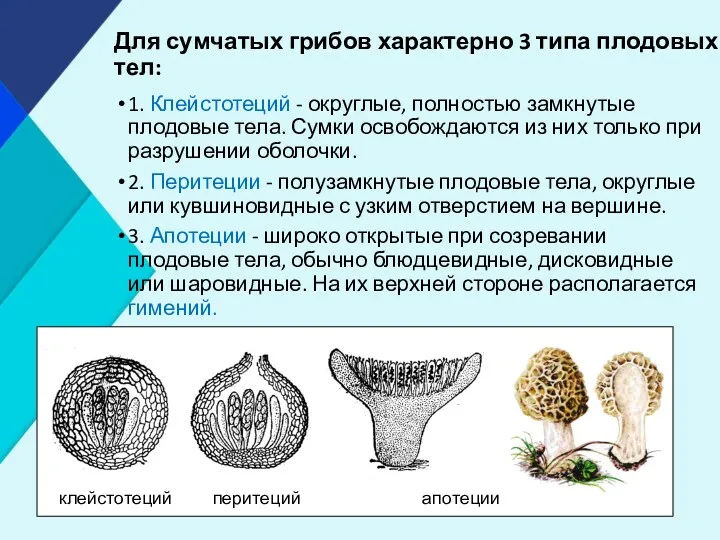 Для сумчатых грибов характерно 3 типа плодовых тел: 1. Клейстотеций