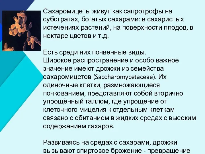 Сахаромицеты живут как сапротрофы на субстратах, богатых сахарами: в сахаристых