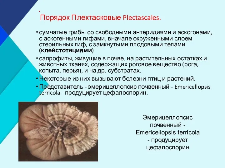 . Порядок Плектасковые Plectascales. сумчатые грибы со свободными антеридиями и